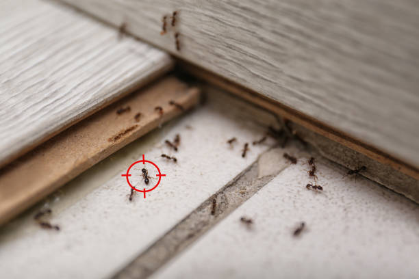 Best Termite Control Services  in Alorton, IL